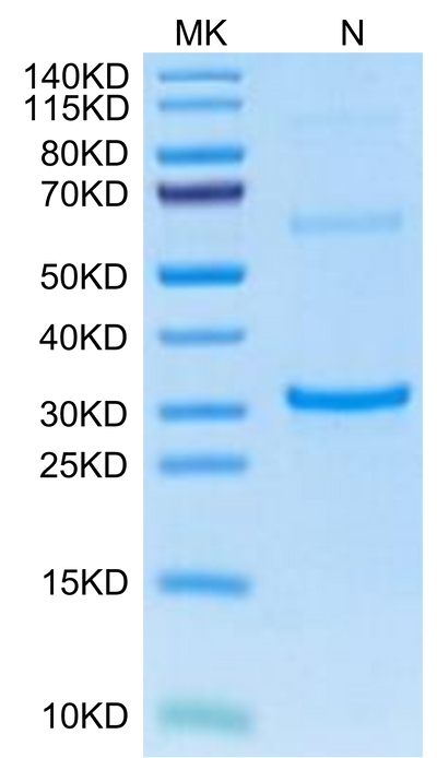 Cynomolgus TPSAB1 on Tris-Bis PAGE under reduced condition. The purity is greater than 95%.Recombinant Cynomolgus TPSAB1 protein