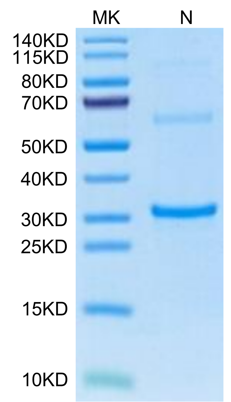 Cynomolgus TPSAB1 on Tris-Bis PAGE under reduced condition. The purity is greater than 95%.Recombinant Cynomolgus TPSAB1 protein