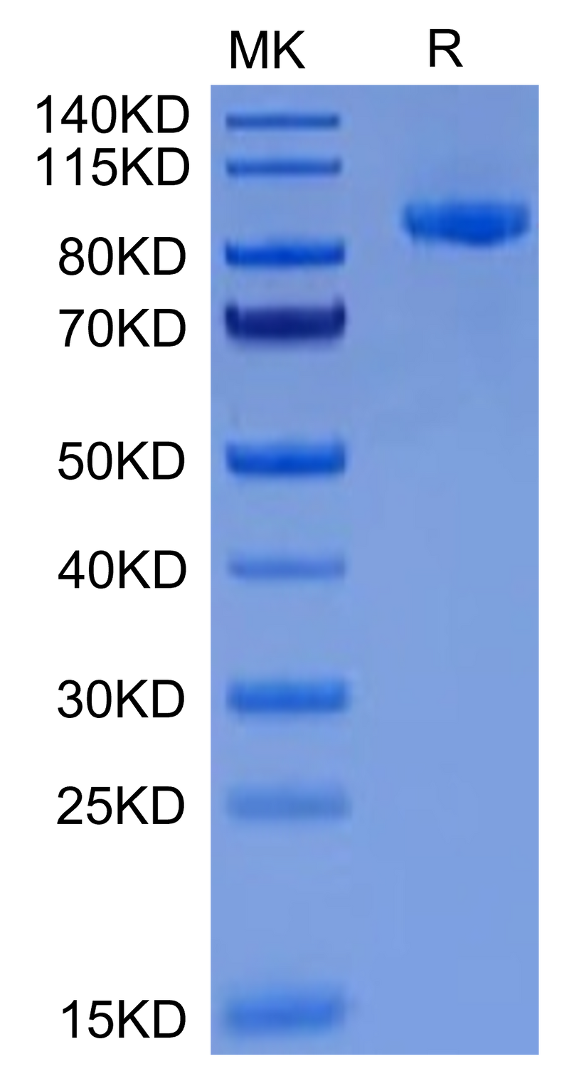 Cynomolgus EPHA2 on Tris-Bis PAGE under reduced condition. The purity is greater than 95%.Recombinant Cynomolgus EPHA2 Protein