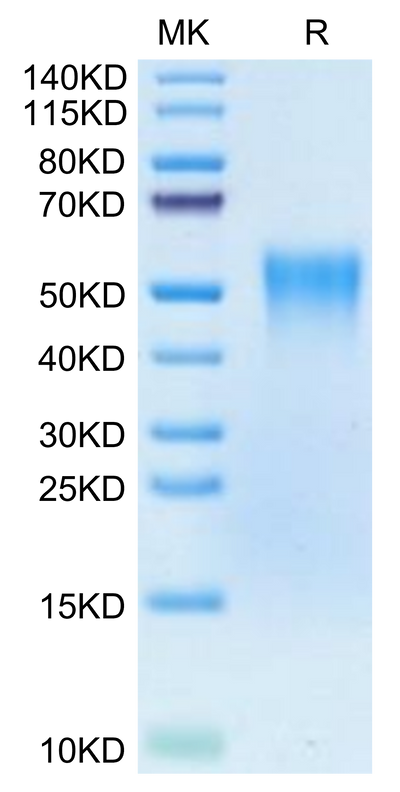 Biotinylated Human TNFR2 on Tris-Bis PAGE under reduced condition. The purity is greater than 95%.Biotinylated Human TNFR2/CD120b/TNFRSF1B Protein (Primary Amine Labeling), Active