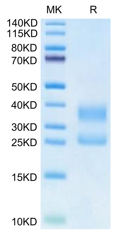 Biotinylated Human CD3E&CD3D on Tris-Bis PAGE under reduced condition. The purity is greater than 95%.Biotinylated Human CD3E&CD3D/CD3 epsilon&CD3 delta Protein (Primary Amine Labeling), Active