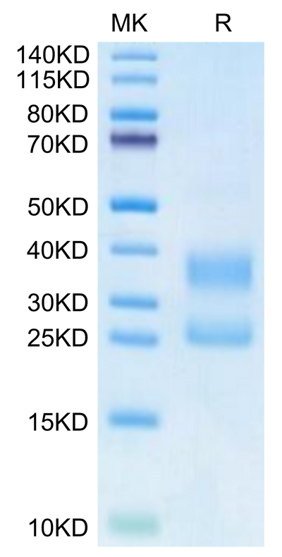 Biotinylated Human CD3E&CD3G on Tris-Bis PAGE under reduced condition. The purity is greater than 95%.Biotinylated Human CD3E&CD3G/CD3 epsilon&CD3 gamma Protein (Primary Amine Labeling), Active
