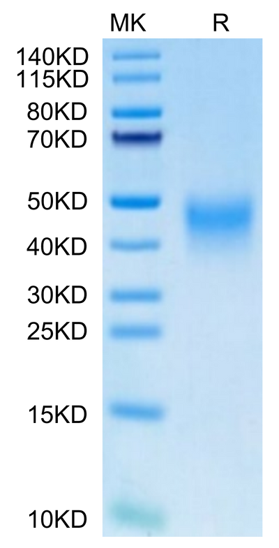 Human PD-1 on Tris-Bis PAGE under reduced. The purity is greater than 95%.Recombinant Human PD-1/PDCD1 Protein, Active