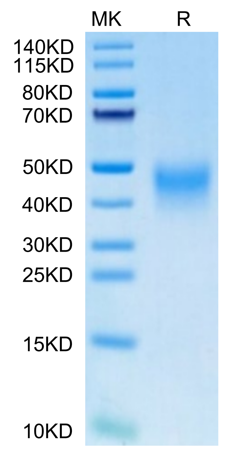 Human PD-1 on Tris-Bis PAGE under reduced. The purity is greater than 95%.Recombinant Human PD-1/PDCD1 Protein, Active