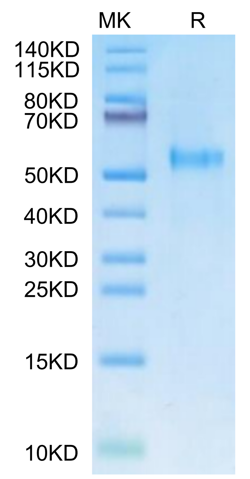 Rhesus macaque KIR3DL3 on Bis-Tris PAGE under reduced condition. The purity is greater than 95%.Recombinant Rhesus macaque KIR3DL3 Protein