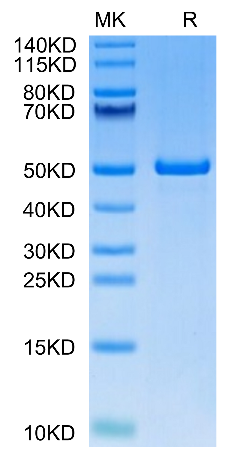 Human ILDR2 on Tris-Bis PAGE under reduced condition. The purity is greater than 95%.Recombinant Human ILDR2 Protein
