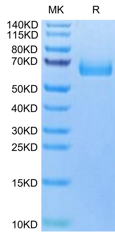 Cynomolgus uPAR on Tris-Bis PAGE under reduced condition. The purity is greater than 95%.Recombinant Cynomolgus uPAR/PLAUR Protein, Active