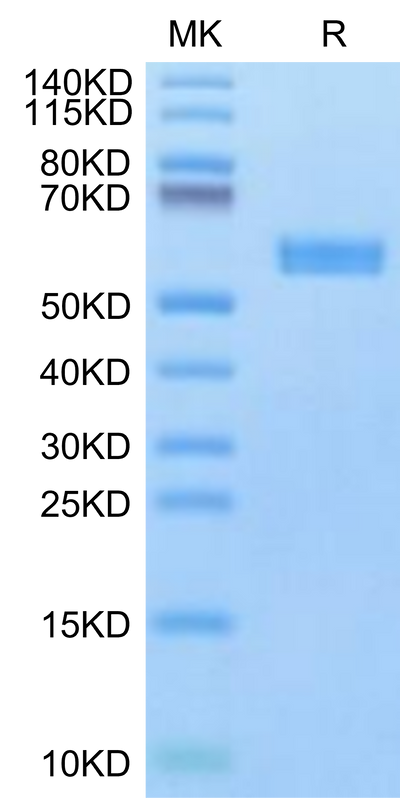 Biotinylated Human HLA-A*24:02&B2M&Survivin 2B (AYACNTSTL) Monomer on Tris-Bis PAGE under reduced condition. The purity is greater than 95%.Biotinylated Human HLA-A*24:02&B2M&Survivin 2B (AYACNTSTL) Monomer Protein