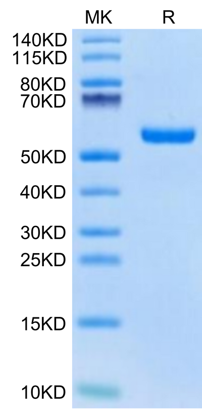 Biotinylated Human HLA-A*02:01&B2M&Survivin (LMLGEFLKL) Monomer on Tris-Bis PAGE under reduced condition. The purity is greater than 95%.Biotinylated Human HLA-A*02:01&B2M&Survivin (LMLGEFLKL) Monomer Protein