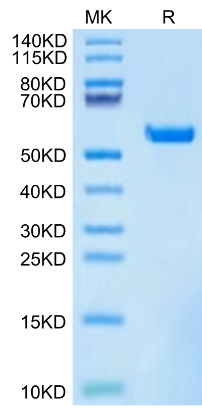 Biotinylated Human HLA-A*11:01&B2M&KRAS WT (VVVGAGGVGK) Monomer on Tris-Bis PAGE under reduced condition. The purity is greater than 95%.Biotinylated Human HLA-A*11:01&B2M&KRAS WT (VVVGAGGVGK) Monomer Protein