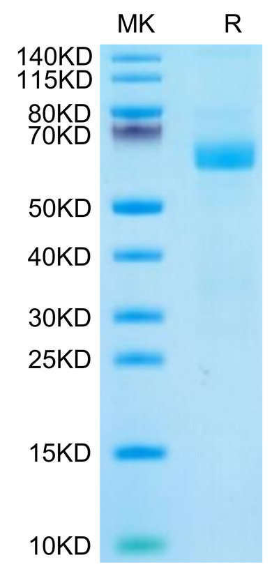 Cynomolgus LILRA4 on Tris-Bis PAGE under reduced condition. The purity is greater than 95%.Recombinant Cynomolgus LILRA4/CD85g Protein