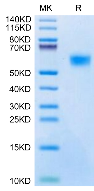Biotinylated Mouse uPAR on Tris-Bis PAGE under reduced condition. The purity is greater than 95%.Biotinylated Mouse uPAR/PLAUR Protein, Active