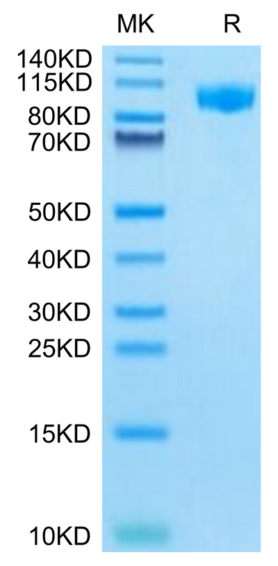 Mouse G-CSF R on Tris-Bis PAGE under reduced condition. The purity is greater than 95%.Recombinant Mouse G-CSF R/CD114-Protein, Active