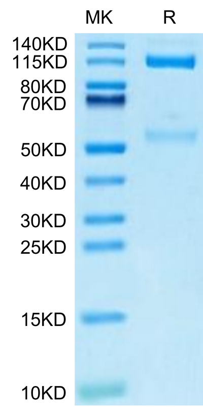 Mouse ITGAV&ITGB3 on Tris-Bis PAGE under reduced condition. The purity is greater than 95%.Recombinant Mouse Integrin alpha V beta 3 (ITGAV&ITGB3) Heterodimer Protein, Active