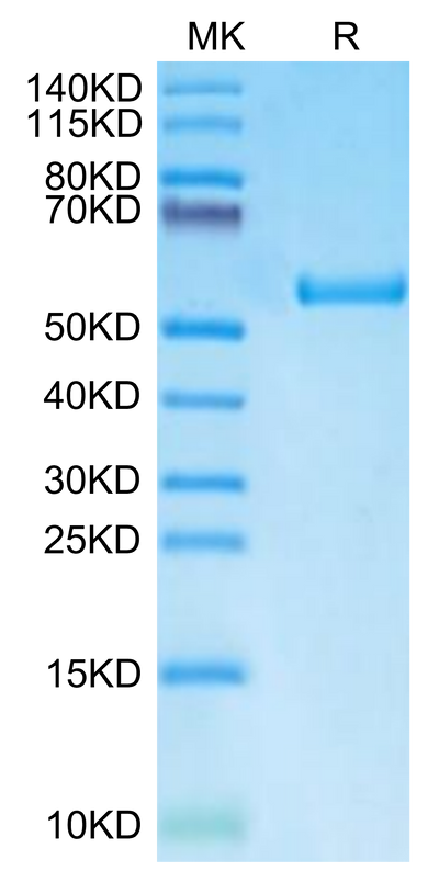 Biotinylated Human HLA-A*11:01&B2M&LMP2 (SSCSSCPLTK) Monomer on Tris-Bis PAGE under reduced condition. The purity is greater than 95%.Biotinylated Human HLA-A*11:01&B2M&LMP2 (SSCSSCPLTK) Monomer Protein
