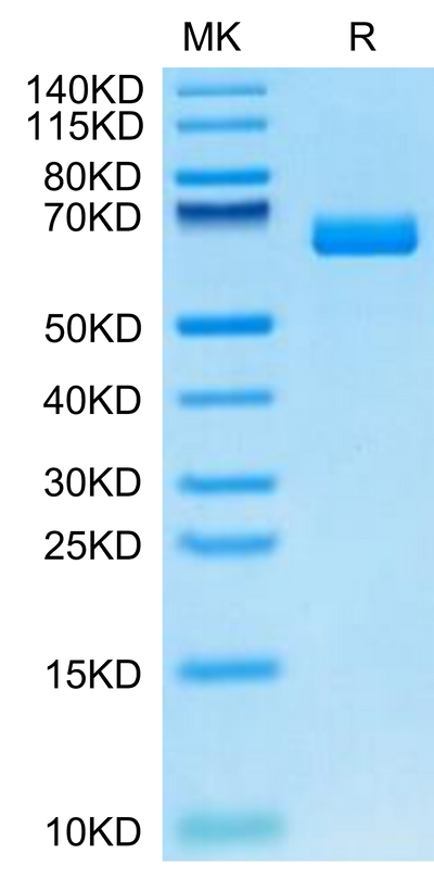 Cynomolgus EPHA2 on Tris-Bis PAGE under reduced condition. The purity is greater than 95%.Recombinant Cynomolgus EPHA2 Protein