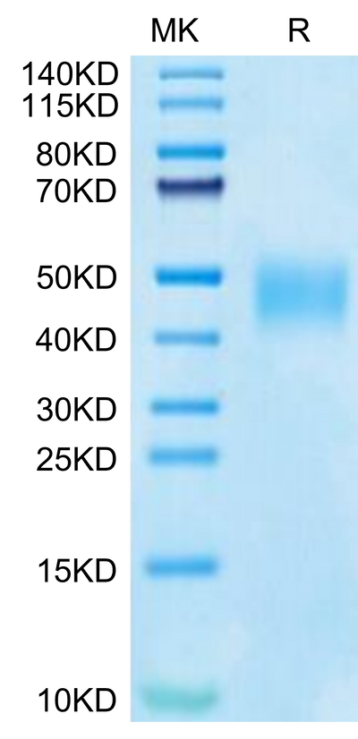 Cynomolgus SLAMF7 on Tris-Bis PAGE under reduced condition. The purity is greater than 95%.Recombinant Cynomolgus SLAMF7/CRACC/CD319 Protein