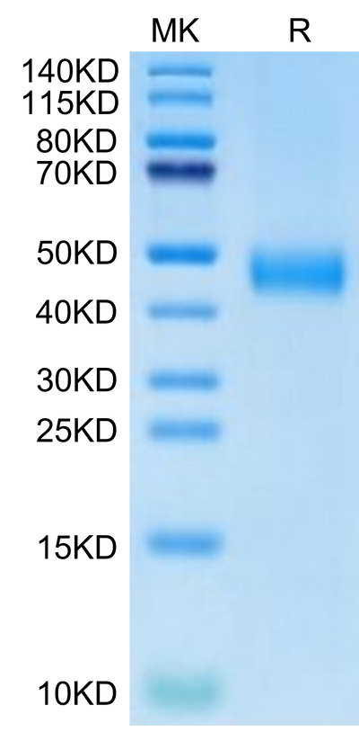 Biotinylated Human CD38 on Tris-Bis PAGE under reduced condition. The purity is greater than 95%.Biotinylated Human CD38 Protein, Active