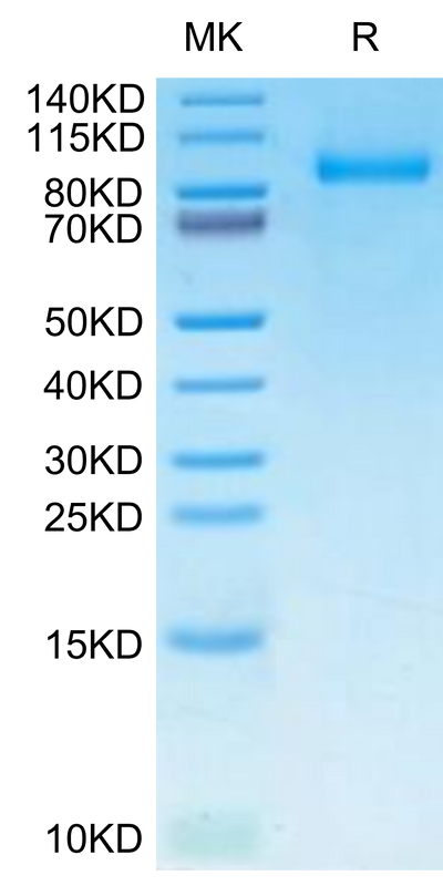 Human G-CSF R on Tris-Bis PAGE under reduced condition. The purity is greater than 95%.Recombinant Human G-CSF R/CD114-Protein, Active
