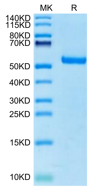 Canine EPHA3 on Tris-Bis PAGE under reduced condition. The purity is greater than 95%.Recombinant Canine EPHA3 Protein