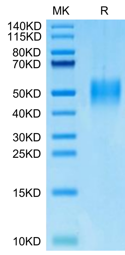 Mouse PILRA on Tris-Bis PAGE under reduced condition. The purity is greater than 95%.Recombinant Mouse PILRA Protein
