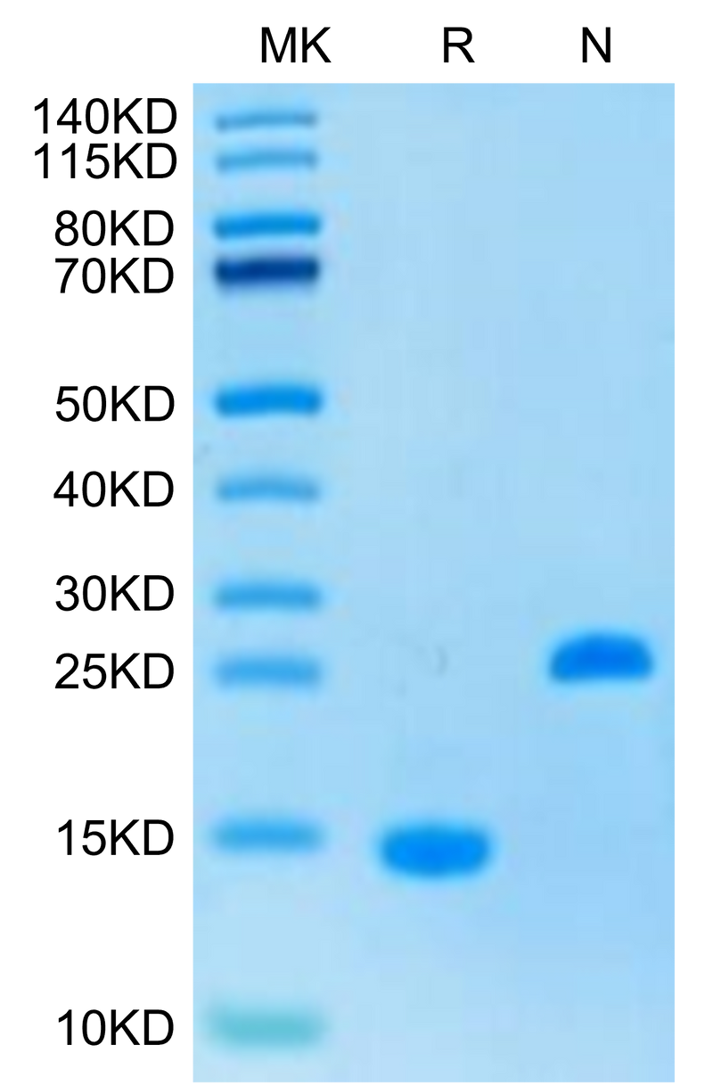 Human Activin A on Tris-Bis PAGE under reduced (R) condition and Non reducing (N) condition. The purity is greater than 95%.Recombinant Human Activin A Protein, Active