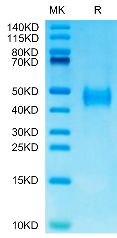 Mouse B7-H3 on Tris-Bis PAGE under reduced condition. The purity is greater than 95%.Recombinant Mouse B7-H3/CD276 Protein