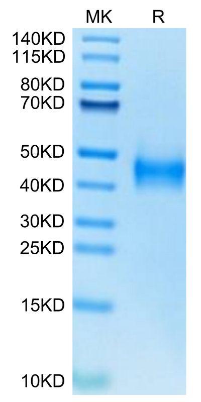 Human Coagulation Factor III on Tris-Bis PAGE under reduced condition. The purity is greater than 95%.Recombinant Human Coagulation Factor III/Tissue Factor Protein, Active