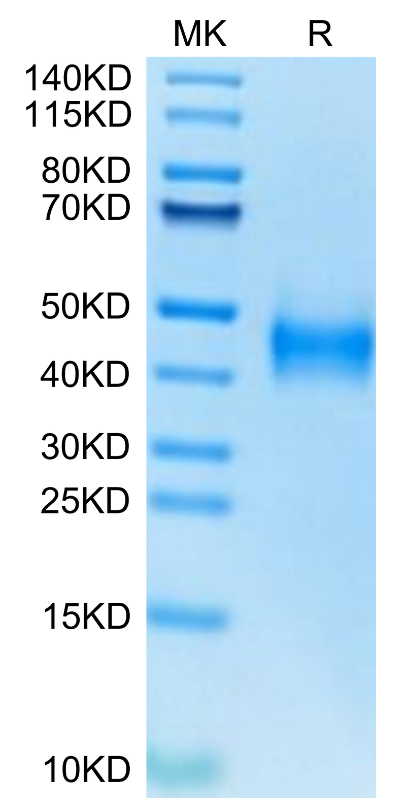 Human Coagulation Factor III on Tris-Bis PAGE under reduced condition. The purity is greater than 95%.Recombinant Human Coagulation Factor III/Tissue Factor Protein, Active