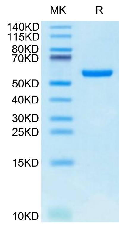 Biotinylated Human HLA-A*24:02&B2M&GP100 Intron 4 (VYFFLPDHL) Monomer on Tris-Bis PAGE under reduced condition. The purity is greater than 95%.Biotinylated Human HLA-A*24:02&B2M&GP100 Intron 4 (VYFFLPDHL) Monomer Protein