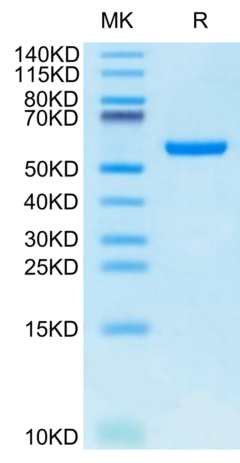 Biotinylated Human HLA-A*24:02&B2M&GP100 Intron 4 (VYFFLPDHL) Monomer on Tris-Bis PAGE under reduced condition. The purity is greater than 95%.Biotinylated Human HLA-A*24:02&B2M&GP100 Intron 4 (VYFFLPDHL) Monomer Protein