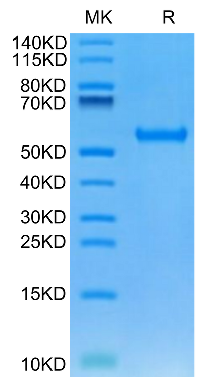 Human HLA-A*24:02&B2M&MAGE-A3 (IMPKAGLLI) Monomer on Tris-Bis PAGE under reduced condition. The purity is greater than 95%.Recombinant Human HLA-A*24:02&B2M&MAGE-A3 (IMPKAGLLI) Monomer Protein