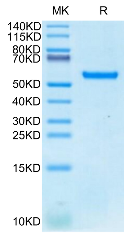 Biotinylated Human HLA-A*24:02&B2M&MAGE-A3 (IMPKAGLLI) Monomer on Tris-Bis PAGE under reduced condition. The purity is greater than 95%.Biotinylated Human HLA-A*24:02&B2M&MAGE-A3 (IMPKAGLLI) Monomer Protein