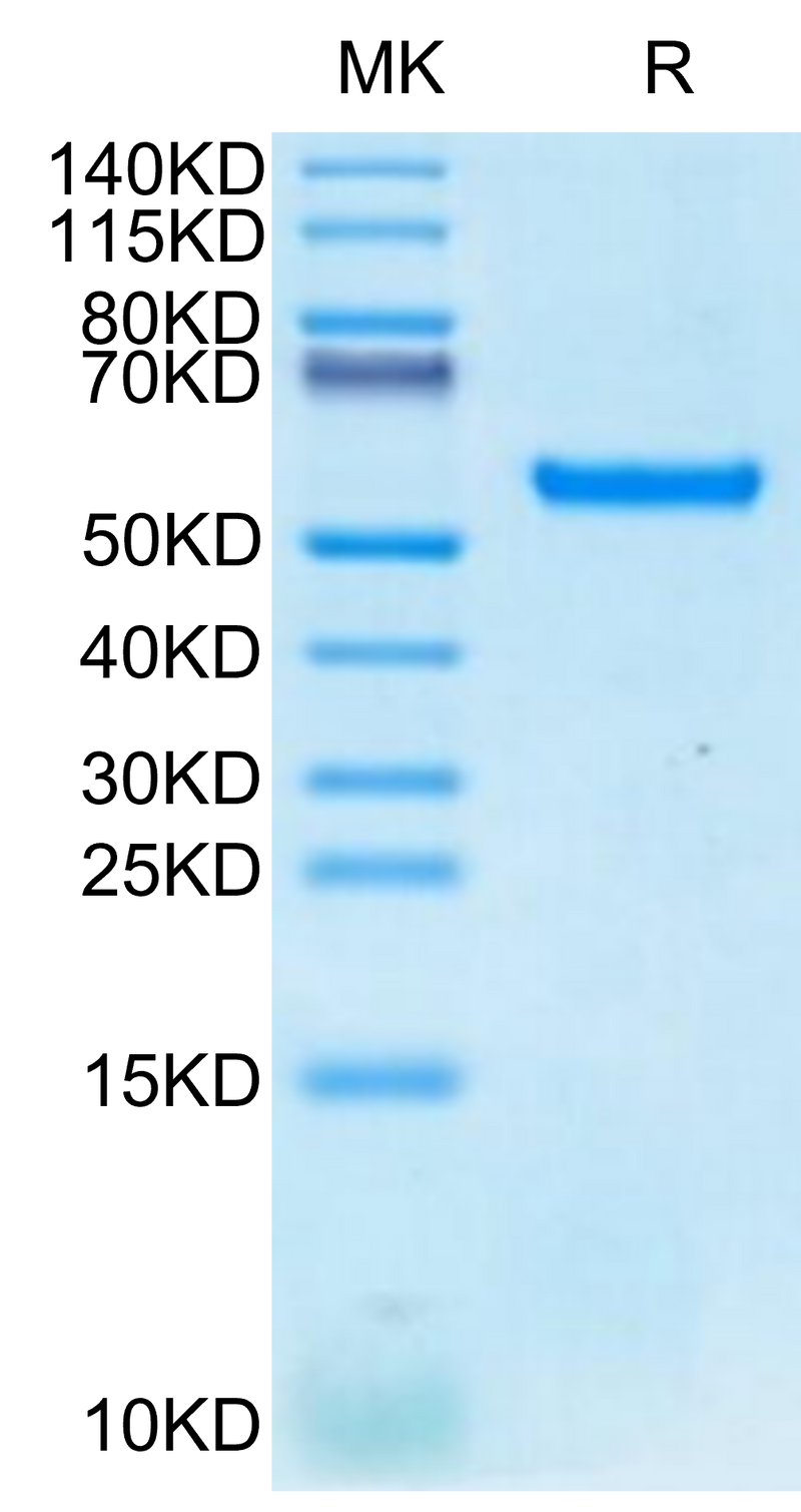 Biotinylated Human HLA-A*24:02&B2M&MAGE-A3 (IMPKAGLLI) Monomer on Tris-Bis PAGE under reduced condition. The purity is greater than 95%.Biotinylated Human HLA-A*24:02&B2M&MAGE-A3 (IMPKAGLLI) Monomer Protein