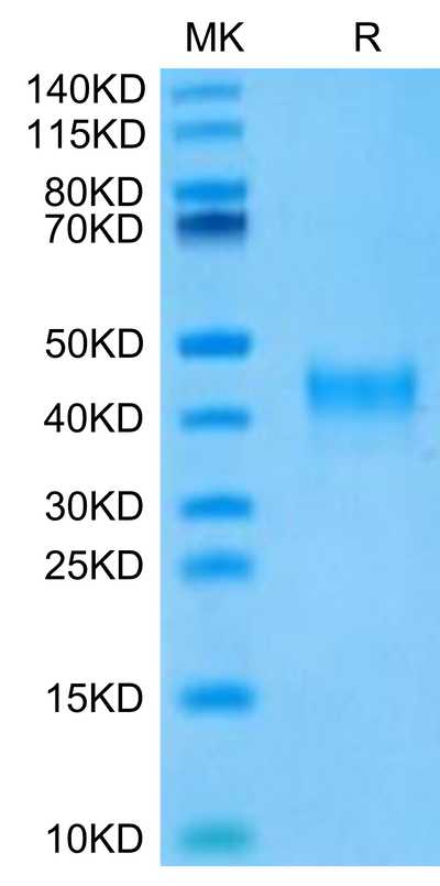 Mouse Siglec-3 on Tris-Bis PAGE under reduced condition. The purity is greater than 95%.Recombinant Mouse Siglec-3/CD33 Protein