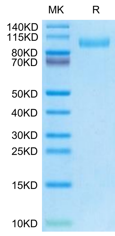 Mouse EGFR on Tris-Bis PAGE under reduced condition. The purity is greater than 95%.Recombinant Mouse EGFR/HER1 Protein, Active