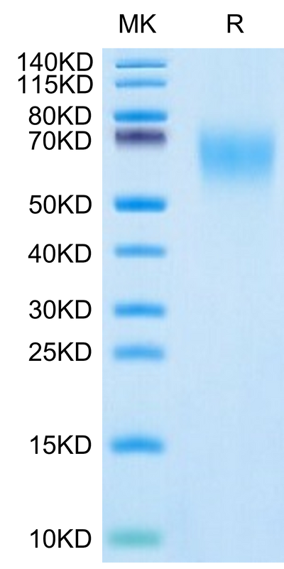 Cynomolgus CEACAM-6 on Tris-Bis PAGE under reduced condition. The purity is greater than 95%.Recombinant Cynomolgus CEACAM-6/CD66c Protein