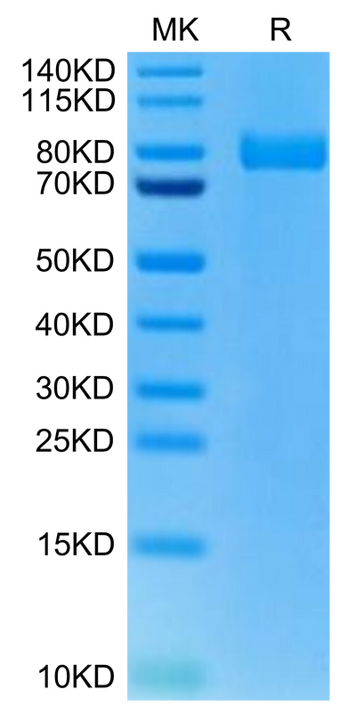 Rat XPNPEP2 on Tris-Bis PAGE under reduced condition. The purity is greater than 95%.Recombinant Rat XPNPEP2 Protein