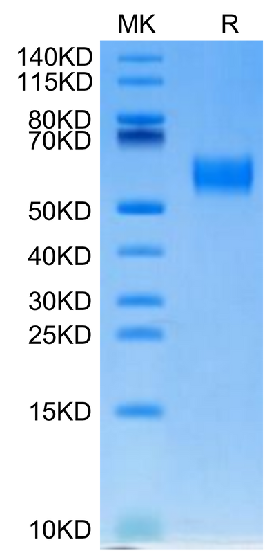 Biotinylated Human SIRP Beta on Tris-Bis PAGE under reduced condition. The purity is greater than 95%.Biotinylated Human SIRP Beta/CD172b Protein
