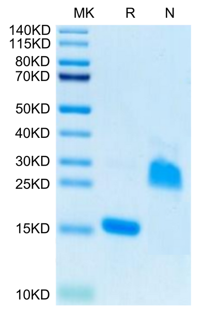 Rat GDF15 on Tris-Bis PAGE under reduced (R) condition and Non reducing (N) condition. The purity is greater than 95%.Recombinant Rat GDF15 Protein, Active