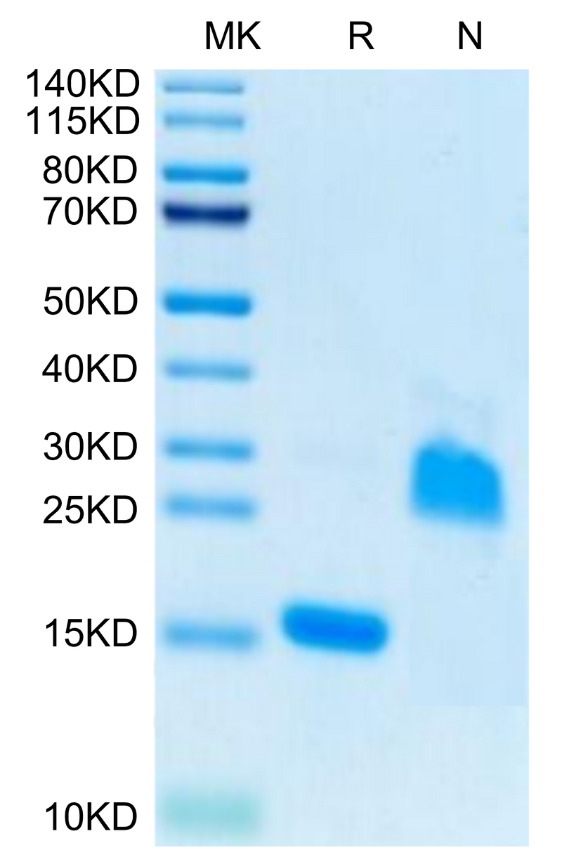 Rat GDF15 on Tris-Bis PAGE under reduced (R) condition and Non reducing (N) condition. The purity is greater than 95%.Recombinant Rat GDF15 Protein, Active