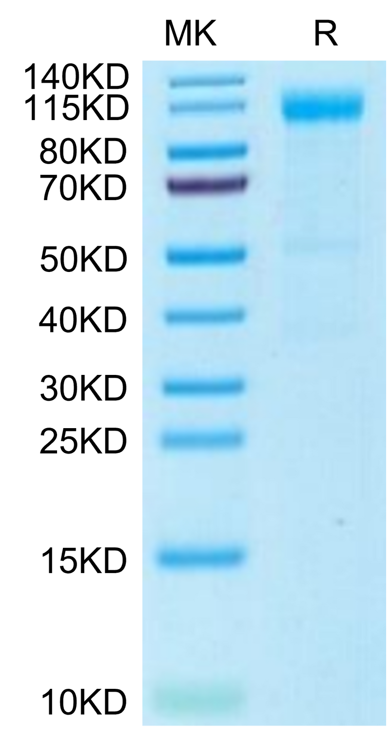 Rhesus macaque Siglec-2 on Tris-Bis PAGE under reduced condition. The purity is greater than 95%.Recombinant Rhesus macaque Siglec-2/CD22 Protein