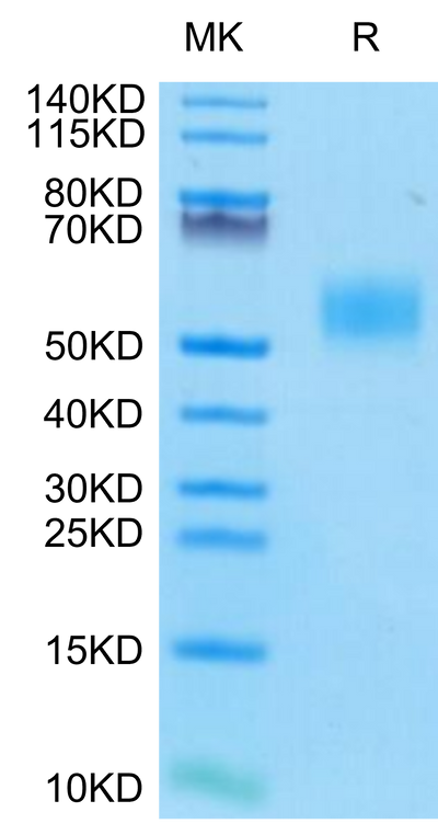 Mouse CD14 on Tris-Bis PAGE under reduced condition. The purity is greater than 95%.Recombinant Mouse CD14 Protein