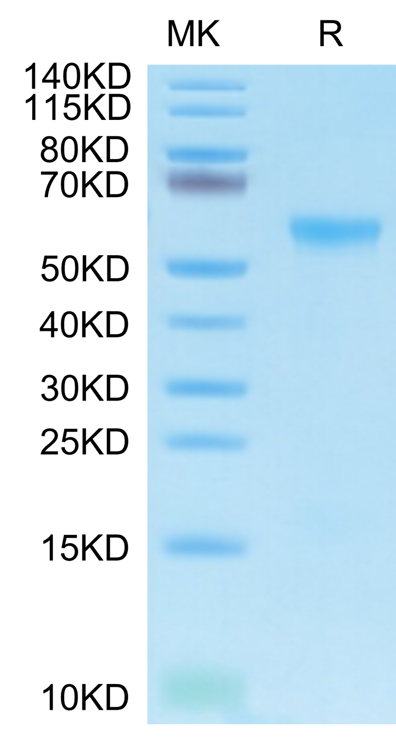 Biotinylated Human APRIL Trimer on Tris-Bis PAGE under reduced condition. The purity is greater than 90%.Biotinylated Human APRIL/TNFSF13 Trimer Protein, Active