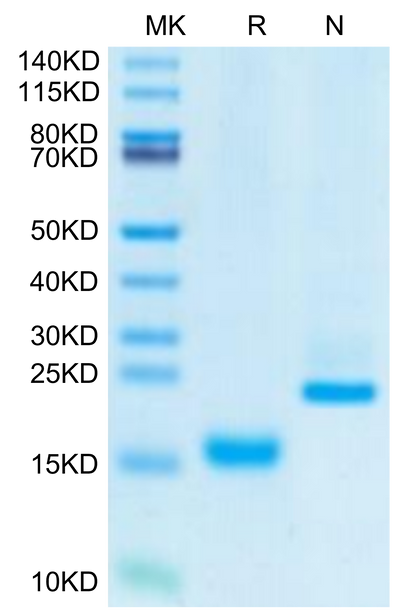 Canine GDF15 on Tris-Bis PAGE under reduced (R) condition and Non reducing (N) condition. The purity is greater than 95%.Recombinant Canine GDF15 Protein, Active