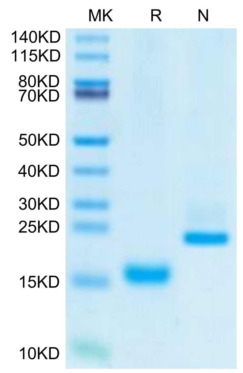 Canine GDF15 on Tris-Bis PAGE under reduced (R) condition and Non reducing (N) condition. The purity is greater than 95%.Recombinant Canine GDF15 Protein, Active