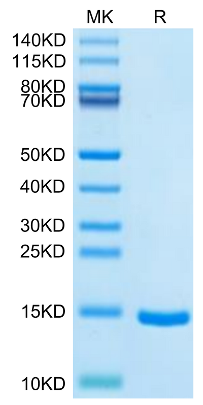 Cynomolgus DDT on Tris-Bis PAGE under reduced condition. The purity is greater than 95%.Recombinant Cynomolgus DDT Protein
