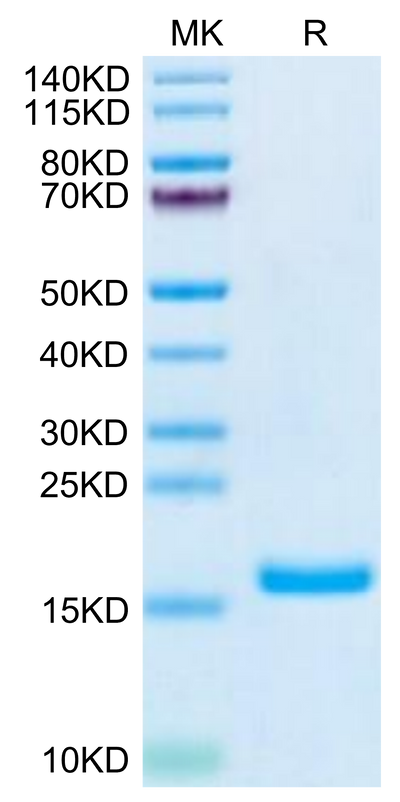 Human GDNF on Tris-Bis PAGE under reduced condition. The purity is greater than 95%.Recombinant Human GDNF Protein, Active