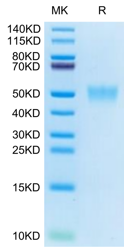 Cynomolgus CD200 on Tris-Bis PAGE under reduced condition. The purity is greater than 95%.Recombinant Cynomolgus CD200/OX-2 Protein, Active