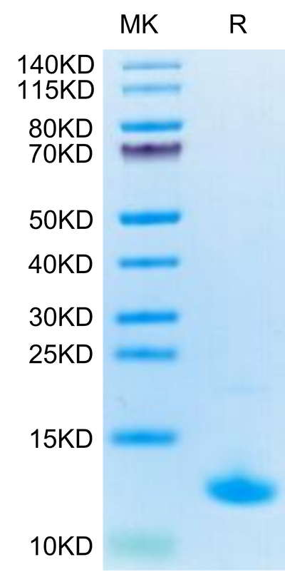 Cynomolgus CXCL10 on Tris-Bis PAGE under reduced condition. The purity is greater than 95%.Recombinant Cynomolgus CXCL10 Protein